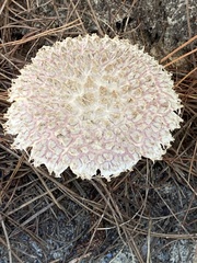Boletellus ananas image