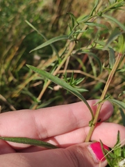 Achillea salicifolia