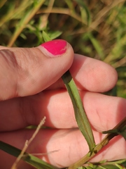 Achillea salicifolia