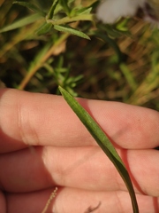 Achillea salicifolia