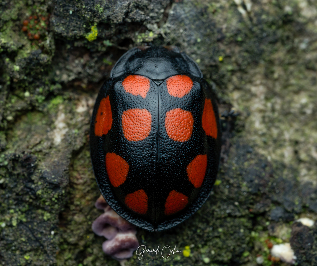 Ogdoecosta decemstillata