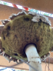 Boletellus ananas image