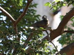 Corythaixoides concolor bechuanae