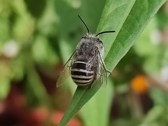 Anthophora marginata