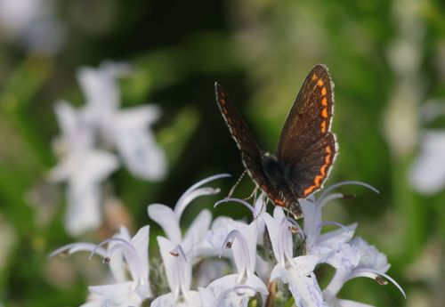 Aricia agestis