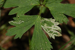Phytomyza ranunculi