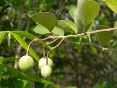 Capparis grandis