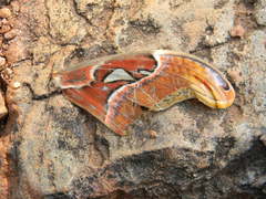 Attacus