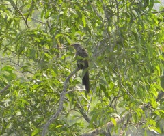 Taccocua leschenaultii