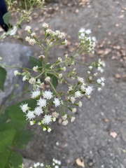 Ageratina altissima