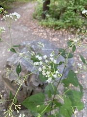 Ageratina altissima