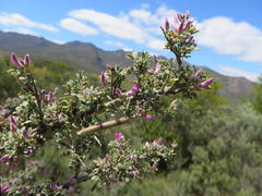 Indigofera nigromontana