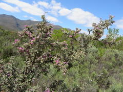 Indigofera nigromontana