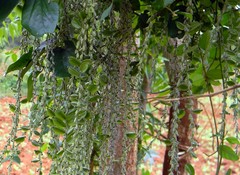 Dioscorea pentaphylla