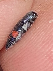 Acmaeodera acanthicola