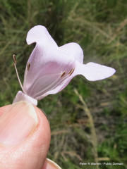 Dicerocaryum senecioides