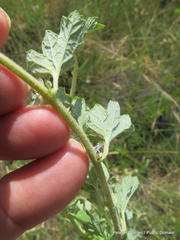 Dicerocaryum senecioides