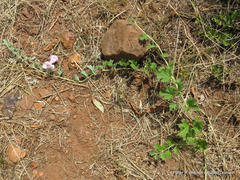 Dicerocaryum senecioides