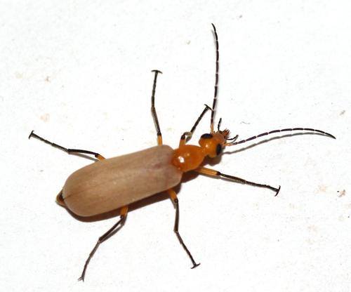 Genus Zonitoschema · iNaturalist
