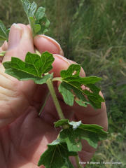 Dicerocaryum senecioides