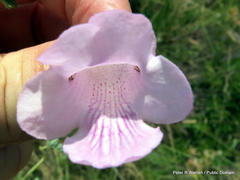 Dicerocaryum senecioides