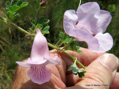Dicerocaryum senecioides