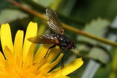 Macquartia grisea