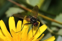 Macquartia grisea