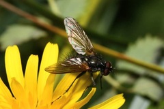 Macquartia grisea