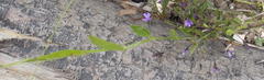 Psoralea asarina