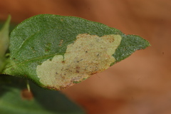 Liriomyza pistilla