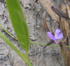 Psoralea asarina