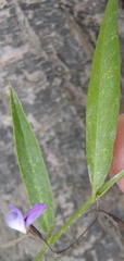 Psoralea asarina