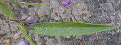Psoralea asarina