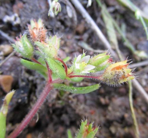 Crassula strigosa