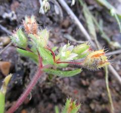 Crassula strigosa