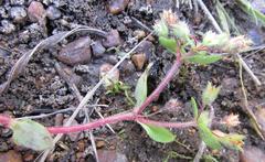 Crassula strigosa