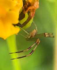 Thomisidae