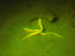 Proteus anguinus anguinus
