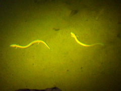 Proteus anguinus anguinus