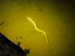 Proteus anguinus anguinus