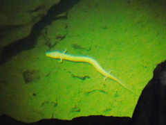 Proteus anguinus anguinus