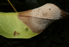 Phyllocnistis citrella