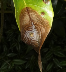 Phyllocnistis citrella