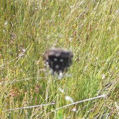 Caerostris sexcuspidata