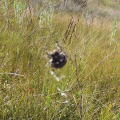 Caerostris sexcuspidata