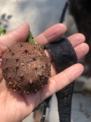 Aesculus hippocastanum