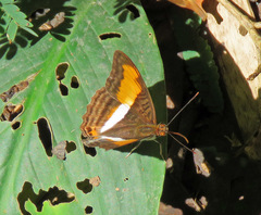 Adelpha plesaure