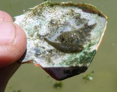 Glossiphoniidae