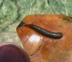 Glossiphoniidae